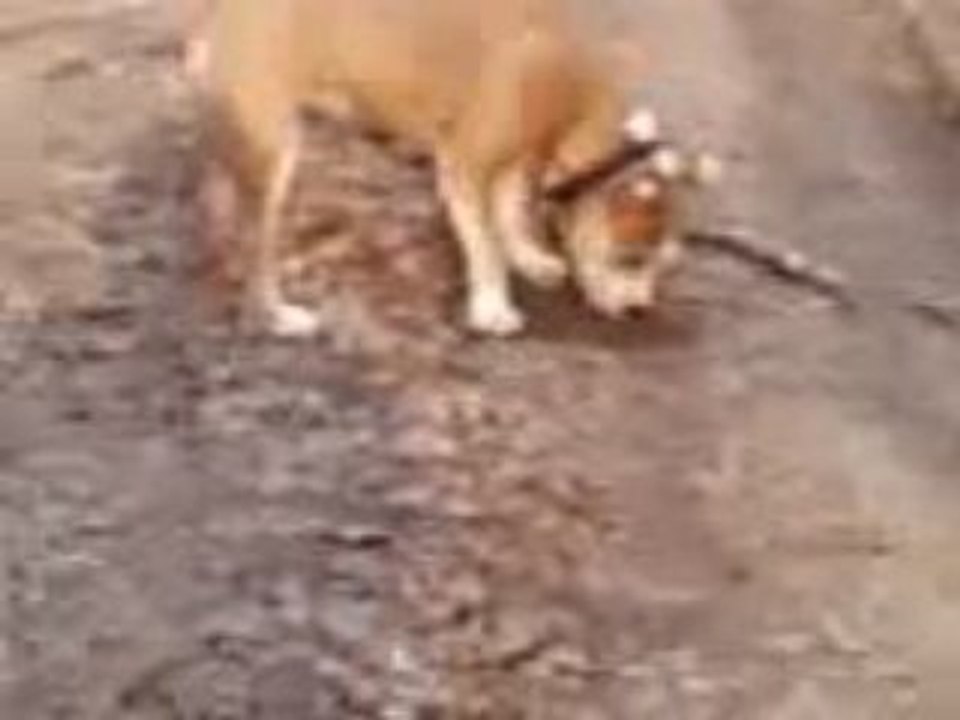 Dzara 5 mois dans les bois lol