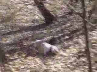 bouledogue francais caza en foret