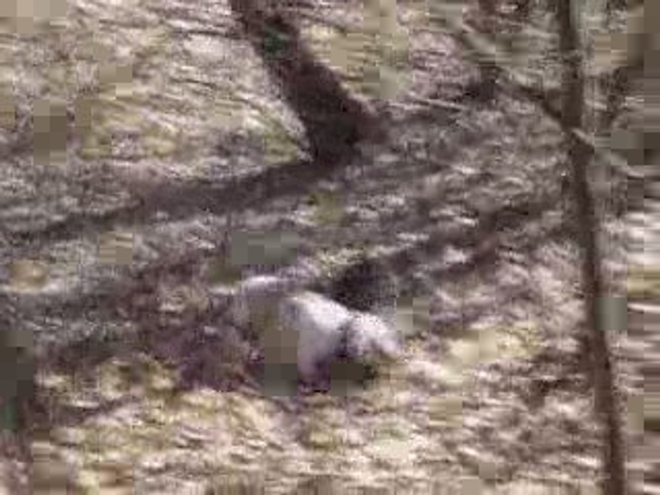 bouledogue francais caza en foret