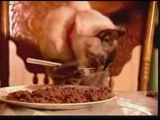 Le chat qui mange avec une fourchette !