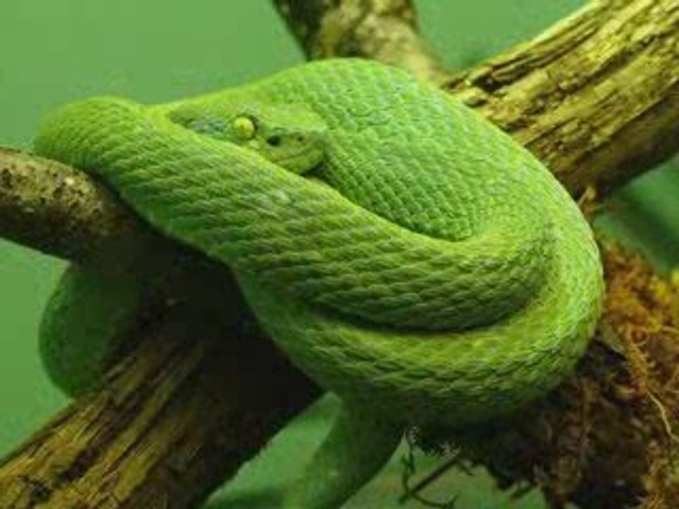 Ujecia_zwierzat_warte_spojrzenia