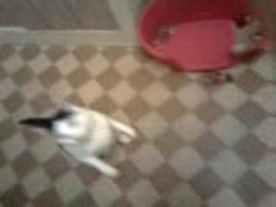 mon chat