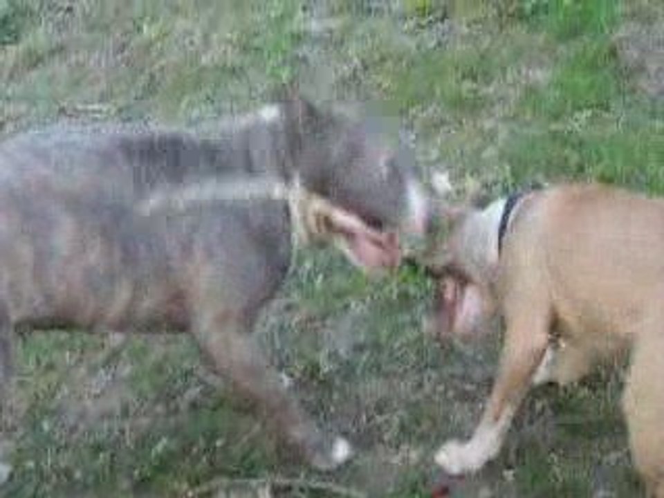 DIXIE ET TCHIKA