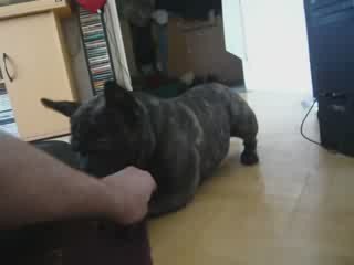 bouledogue francais moonwalk