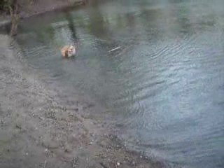 DIXIE A LEAU ET TCHIKA