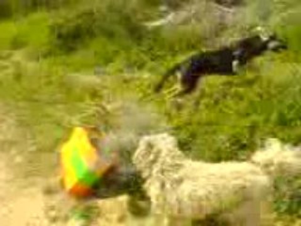 MOV00019