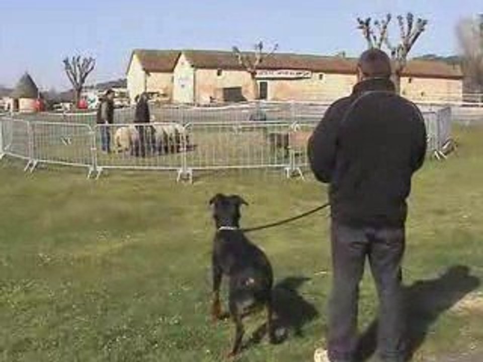 Choupette du Perouet CANT à Perigeux - partie 1