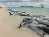 Whales Stranded in Western Australia