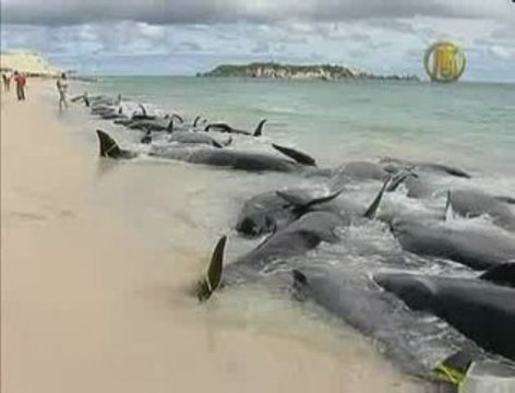 Whales Stranded in Western Australia