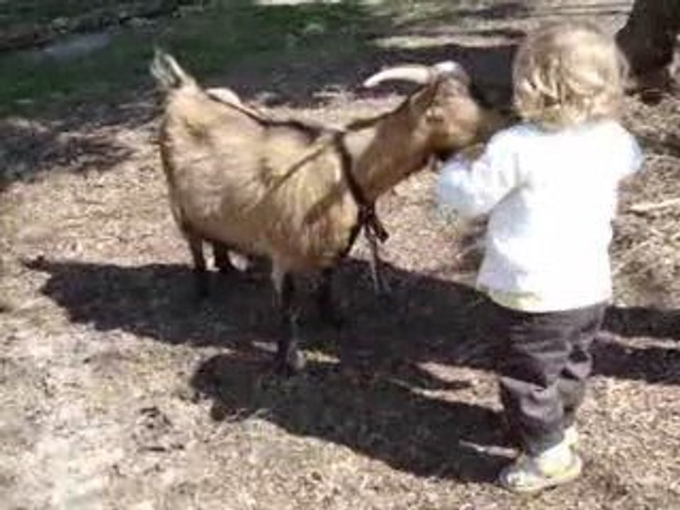 Rencontre avec une biquette