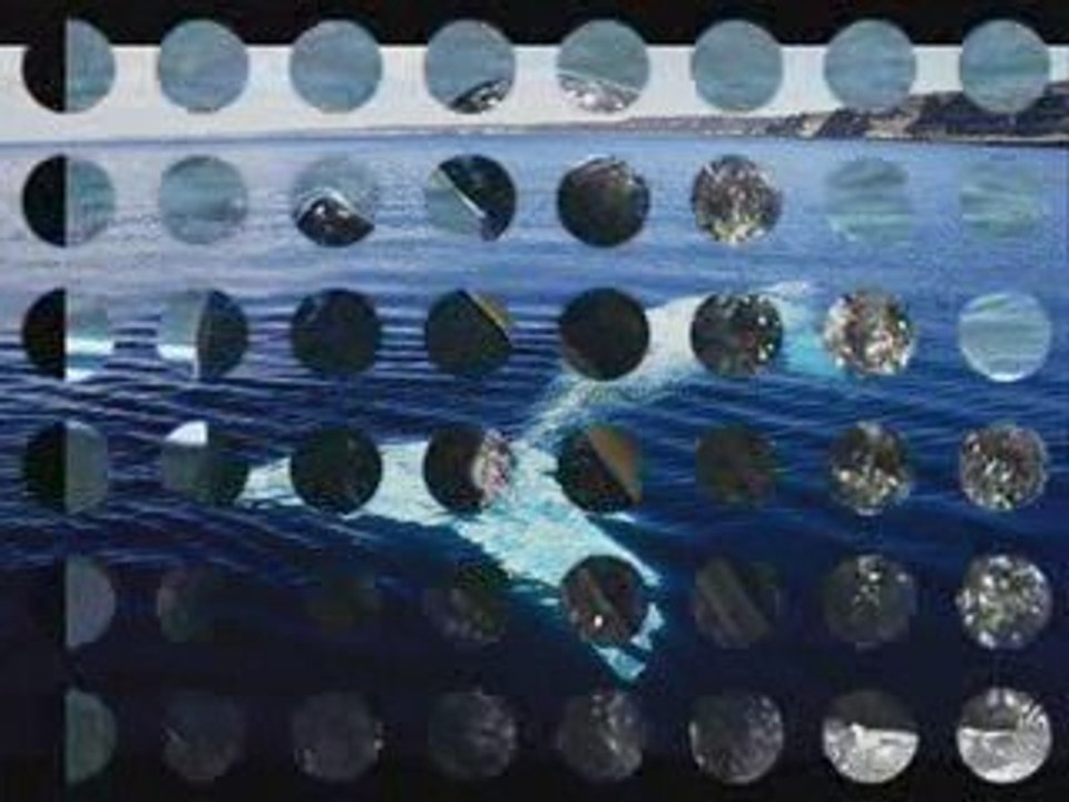 Sauvez les baleines
