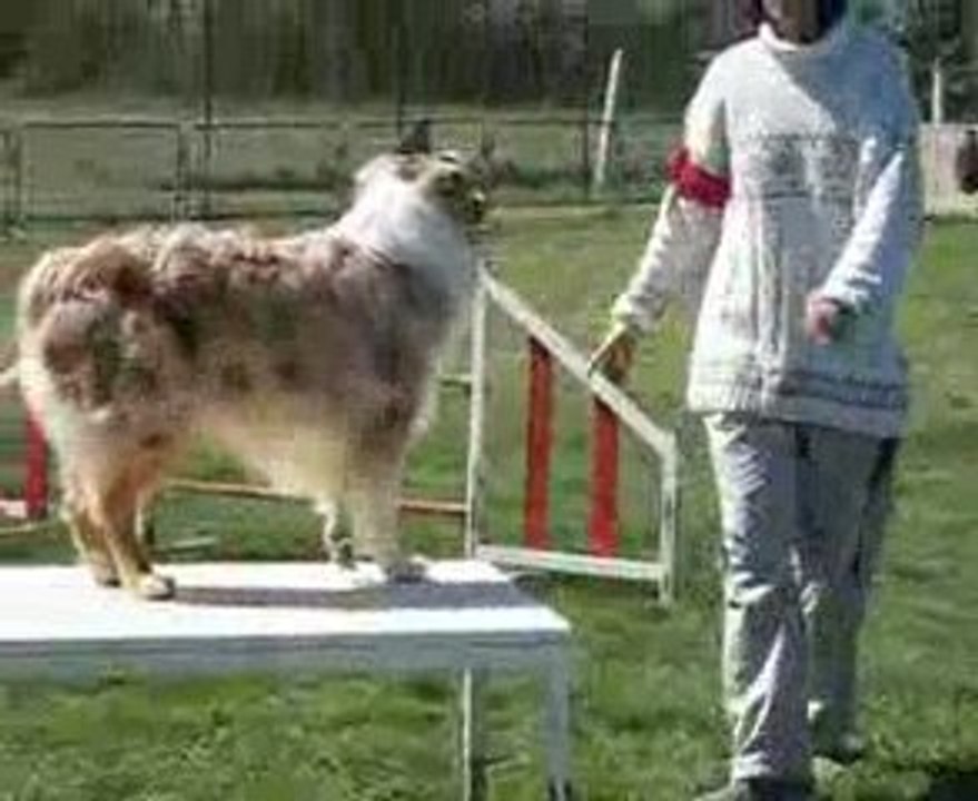 AGILITY MAYBE 2. DEGRE AUCH  09 betbeder +gayraud 048(1)