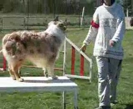 AGILITY MAYBE 2. DEGRE AUCH 09 betbeder +gayraud 048(1)