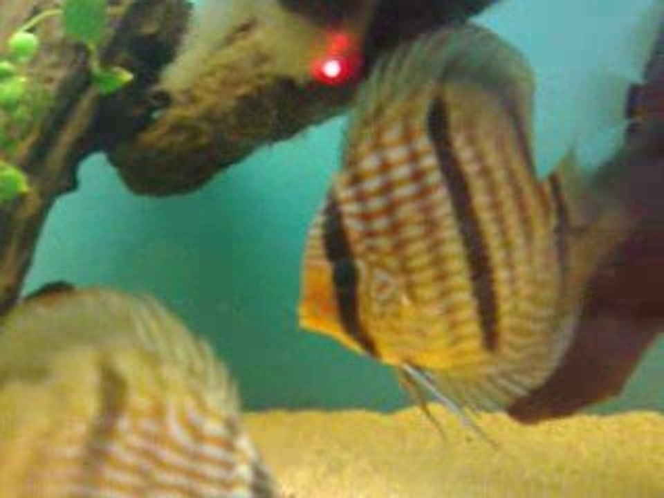 WİLD HECKEL DİSCUS& STİNGRAY MOTORO