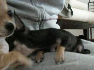 Anaïs et Zoé 23 mars 2009 DSCN0321