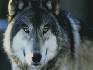The beauty Of Wolves