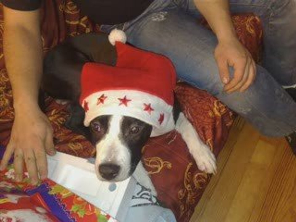 Amstaff forever_0003