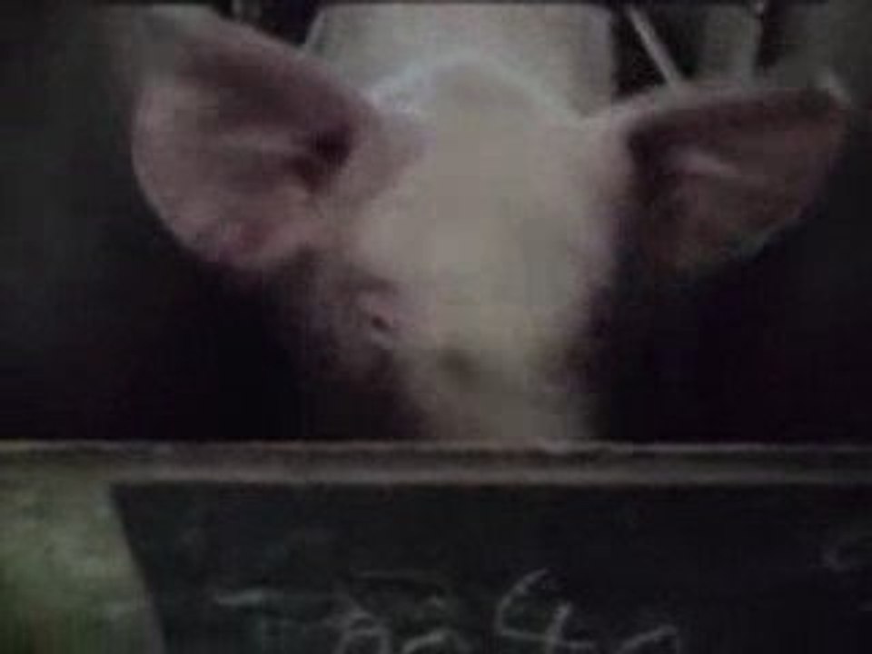 J'ai visité un élevage industriel de porcs