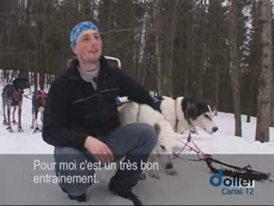 Chiens de traîneaux au Ballon d'Alsace