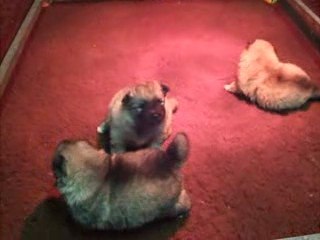 BB SPITZ LOUP PREMIER PAS