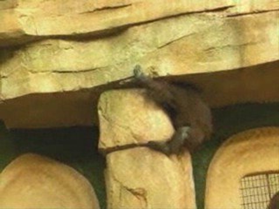 Sortie des femelles orangs-outans dans leur nouvelle volière