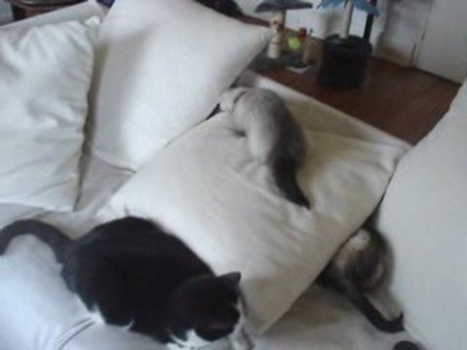 les furets et hugo