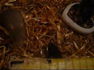 Mes 8 bébés à 2semaines