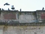Saint Nazaire : pigeons