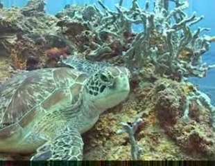 Zanzibar Ras Nungwi Beach Resot diving 2005