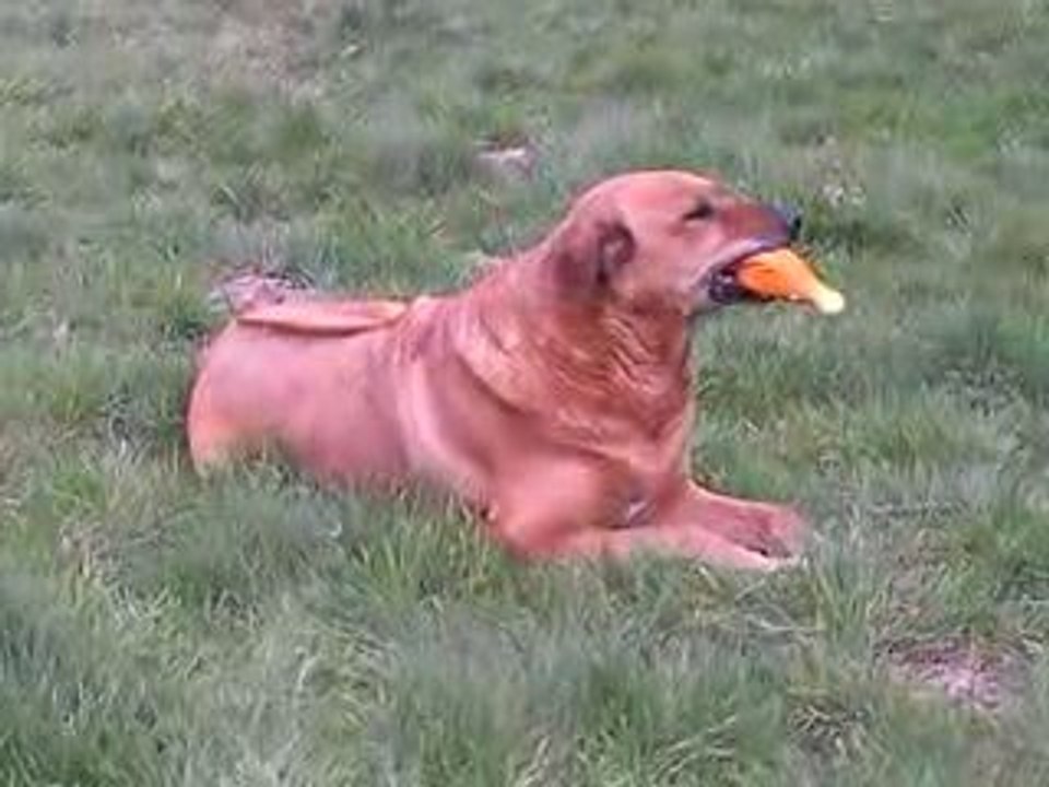 chien sud africain