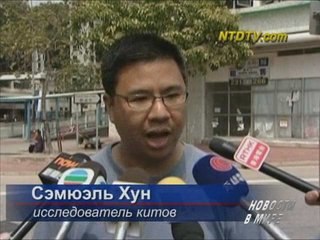 В прибрежных водах Гонконга появился кит