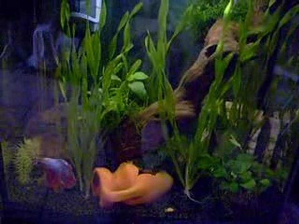 L' aqua de 27 litres de Tigrou mon Betta