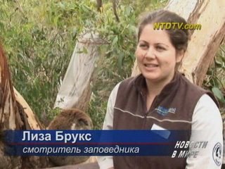 Симпатичные австралийские коалы