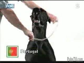 Un collier anti-puces efficace...