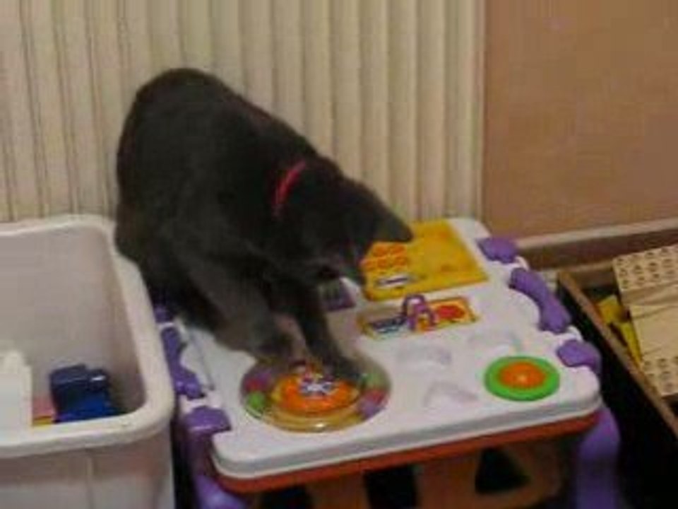 Tigrou et son jouet.