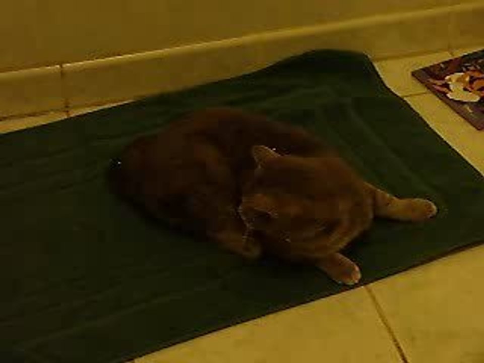 le chat qui joue avec sa queue