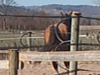 Recitale au rond de longe
