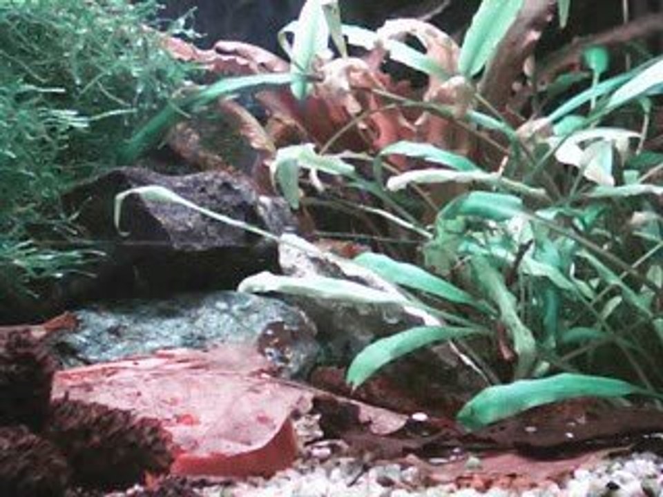 Film Aquarium (Tank)