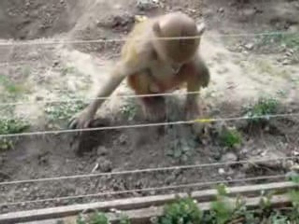 Petit singe