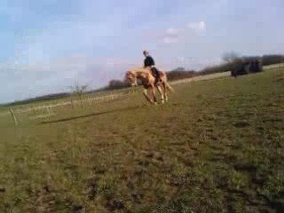 Girolle travail licol