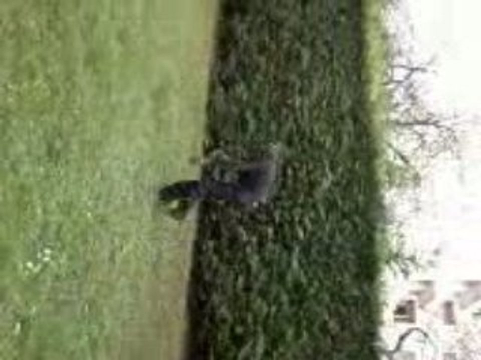 Entrainement parkour