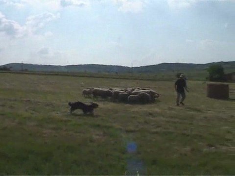Tania, Bearded Collie en concours sur ovins niv 1