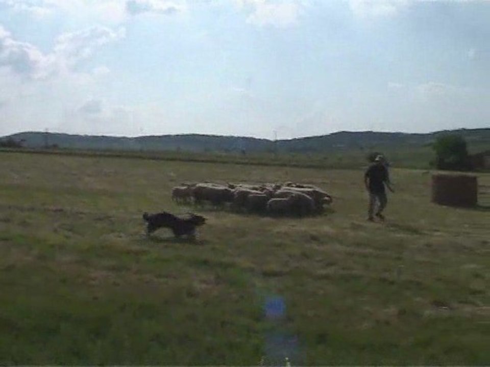 Tania, Bearded Collie en concours sur ovins niv 1