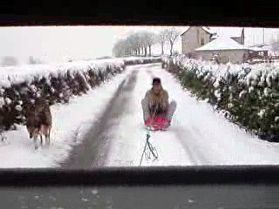 funky luge suivi par un chien