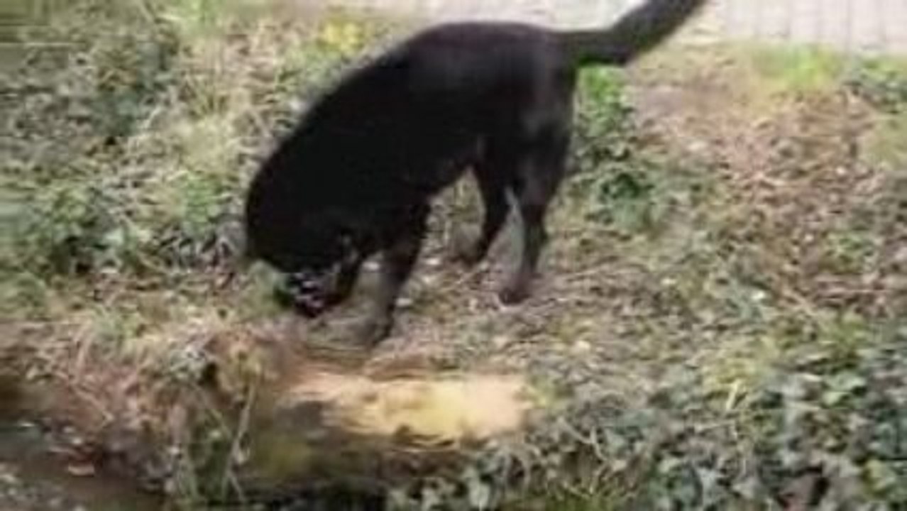 Barry und sein KONG