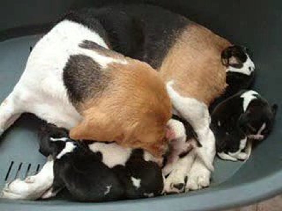 Calypso et ses bébés