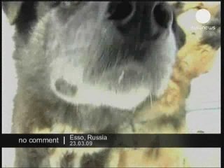 Course de traineaux et chiens en Russie