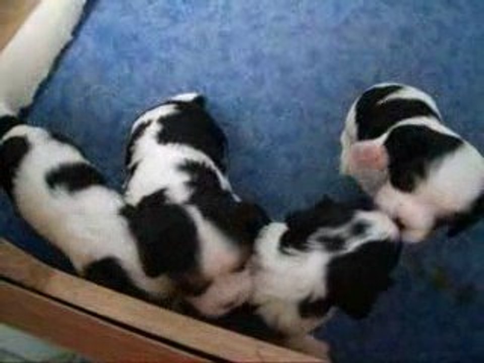 Chiots d'Adéna le 25 mars 2009