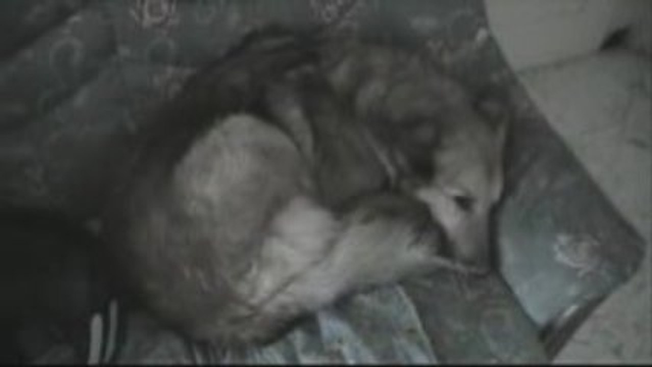 (LE LOUP)COURLICOUCOU