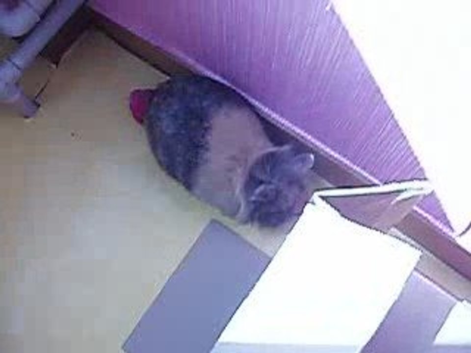 mon lapin